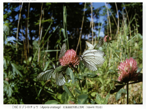 キベリタテハ56頭 キベリタテハ56頭 chankochan写してみました お山へ｡｡｡目的