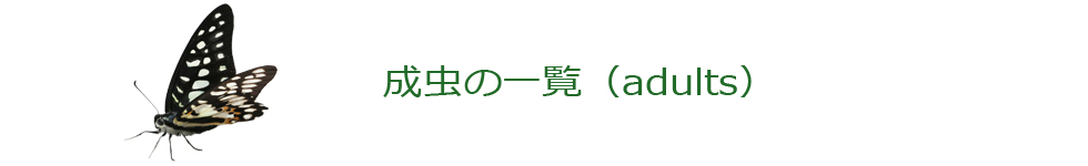 成虫