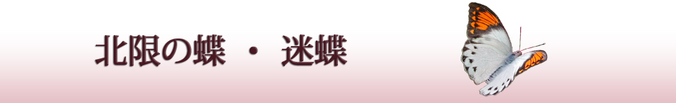 北限の蝶