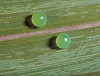 button2