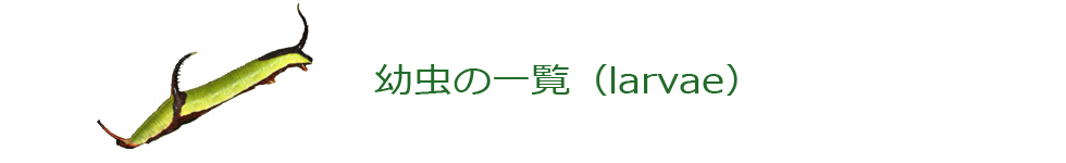 幼虫