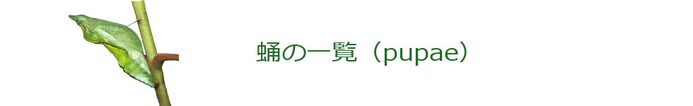 蛹