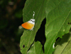 button1