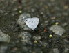 button1