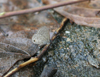 button1