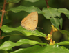button1