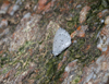 button3