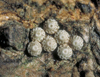 button2