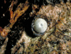button2