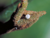 button2