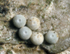 button2