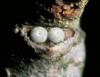 button2