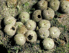 button3