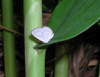 button1