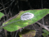 button4