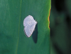 button8