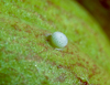 button4