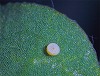 button2