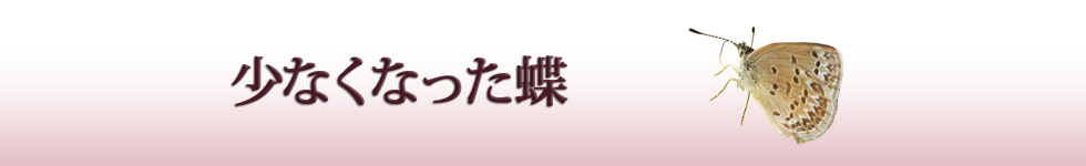 少なくなったチョウ