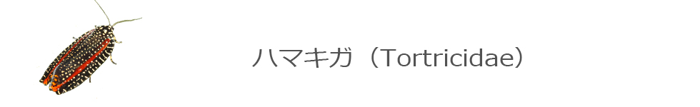 ハマキガ