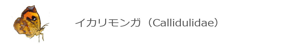 CJK