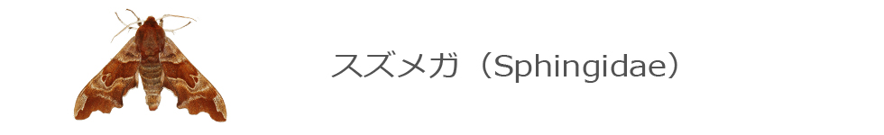 スズメガ