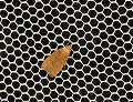 button1