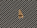 button1