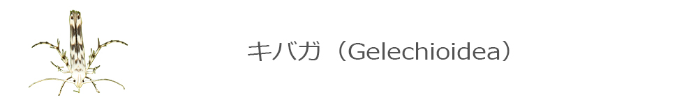 キバガ