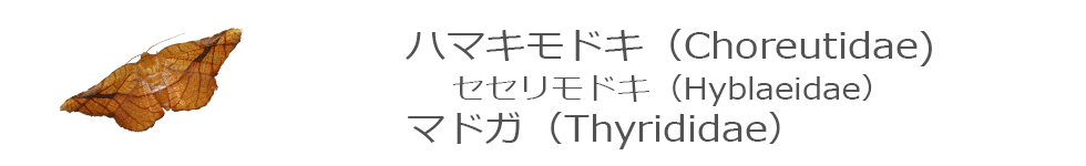 マドガ