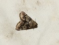 button1