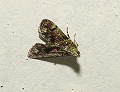button1