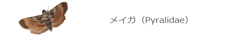 メイガ