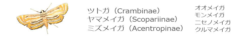 ツトガ