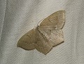 button1