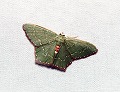 button1