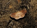 button1