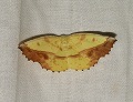button1