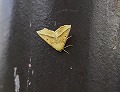 button1