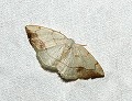 button1