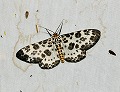 button1