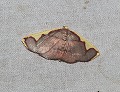 button1