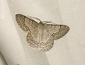button1