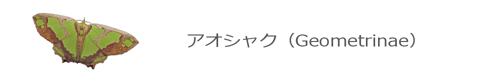 アオシャク