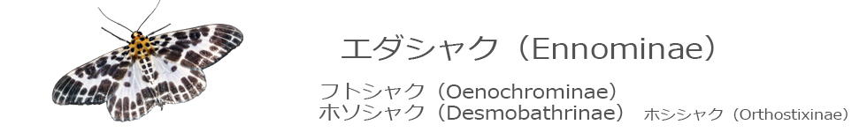 エダシャク