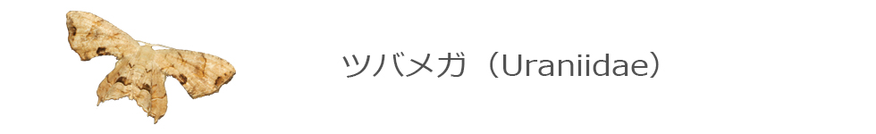 ツバメガ