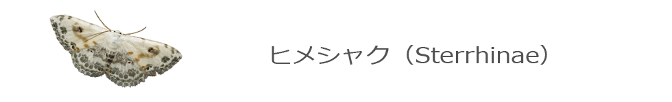 ヒメシャク