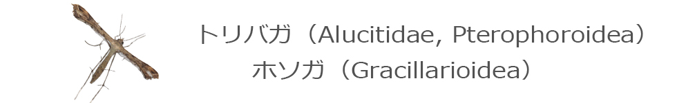 トリバガ