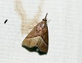 button1