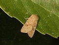 button1